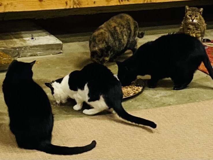 Aslan's Cats Contact Us